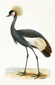 巴利阿里鹤，查尔斯·罗伯特·布里（1811-86）于1867年出版的“不列颠群岛未观察到的欧洲鸟类历史”中的插图 作者 英语学校