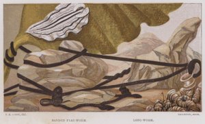 带状扁平虫、长虫（彩色石版画） 作者 英语学校