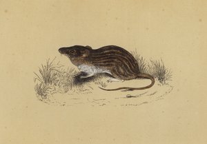 巴巴里老鼠（彩色石版画） 作者 英语学校