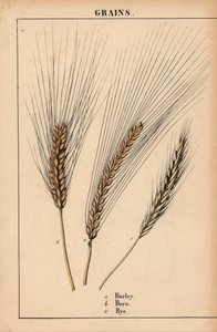 大麦、黑麦和黑麦草，选自《教学图画书，或蔬菜世界的课程》，[夏洛特-玛丽-永格]，爱丁堡 作者 英语学校