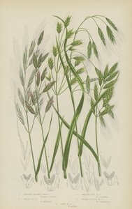 荒地锦鸡儿草、大锦鸡儿草、平滑黑麦锦鸡儿草、瘤田锦鸡儿草、软锦鸡儿草（彩色石版画） 作者 英语学校
