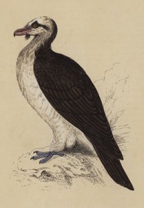 大胡子秃鹫（彩色印刷版） 作者 英语学校