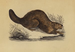 海狸（彩色石版画） 作者 英语学校