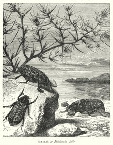 Melolontha fullo的甲虫（雕版画 作者 英语学校