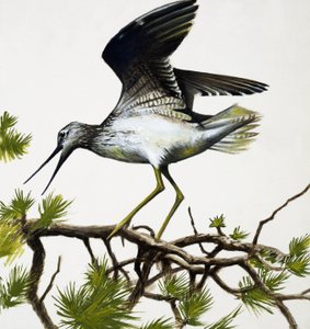 鸟 作者 英语学校