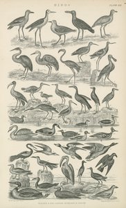 Birds (engraving) 作者 英语学校