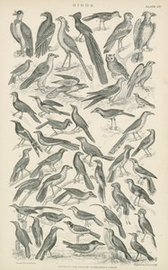 鸟类（雕刻） 作者 英语学校