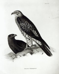 来自查尔斯达尔文的&39;HMS Beagle航行动物园，1832-36&39;中的猛禽，2号盘 作者 英语学校
