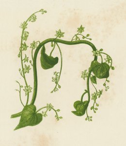 黑苦木，Tamus Communis（彩色石版画） 作者 英语学校