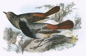 黑色Redstart