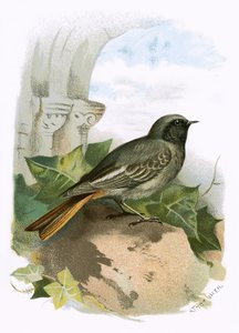 黑色Redstart