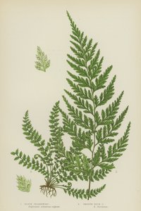 黑脾草、滑石脾草（彩色印刷品） 作者 英语学校