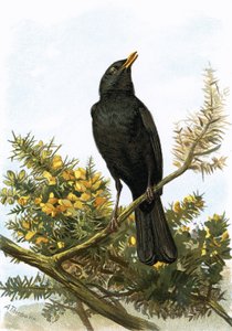 黑鸟 作者 英语学校