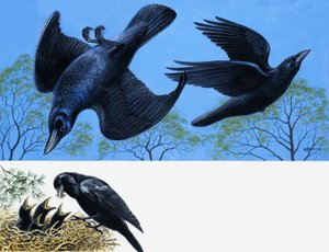 黑鸟 作者 英语学校