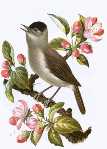 黑色莓