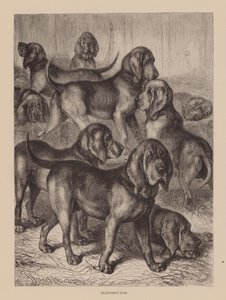 猎犬（雕刻） 作者 英语学校