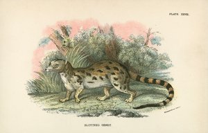 Blotched Genet 作者 英语学校
