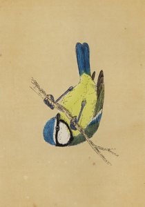 蓝山雀（彩色平印 作者 英语学校