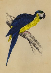 蓝色和黄色的金刚鹦鹉（彩色平印）。 作者 英语学校