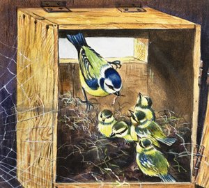 Bluetits 作者 英语学校