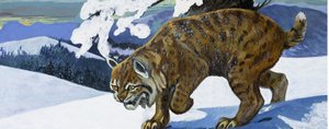 山猫 作者 英语学校