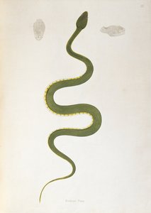 Bodroo Pam Snake来自印度蛇的帐户，来自科罗曼德海岸的帕特里克罗素，伦敦，1796年 作者 英语学校