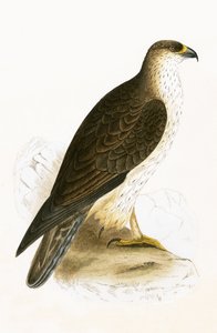 Bonelli的鹰，来自查尔斯罗伯特布里（1811-86）的“不列颠群岛未观察到的欧洲鸟类历史”，1867年出版