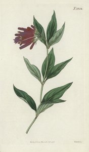 植物雕刻 作者 英语学校