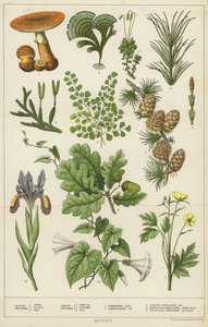 植物学 作者 英语学校