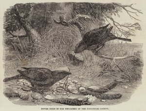 Bower Birds in the Menagerie of the Zoological Society (engraving) 作者 英语学校