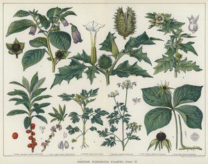 英国有毒植物》（彩色印刷版） 作者 英语学校