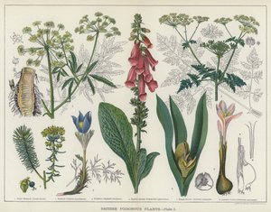 英国有毒植物》（彩色印刷版） 作者 英语学校