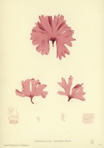 英国海草（自然印刷） 作者 英语学校