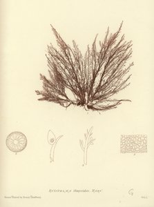 英国海草（自然印刷） 作者 英语学校