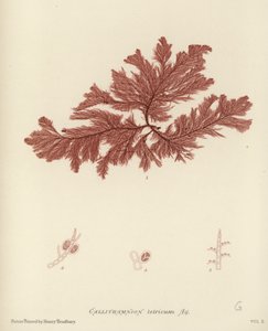 英国海草 作者 英语学校