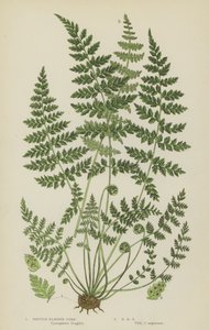 脆囊蕨（彩色石版画） 作者 英语学校