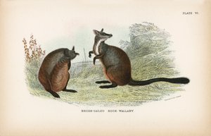 Brush-Tailed Rock-Wallaby 作者 英语学校