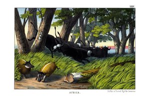 水牛城 作者 英语学校