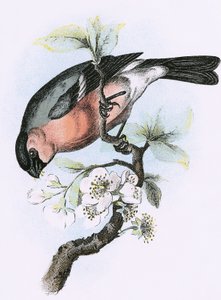 红腹灰雀 作者 英语学校