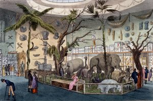 公牛博物馆，22 Piccadilly，伦敦，来自Ackermanns Repository of Arts，1809 作者 英语学校