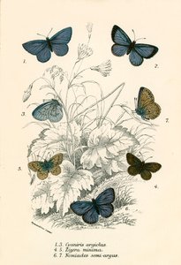 蝴蝶 作者 英语学校