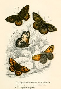 蝴蝶 作者 英语学校