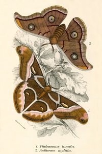 蝴蝶 作者 英语学校