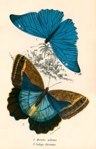 蝴蝶 作者 英语学校
