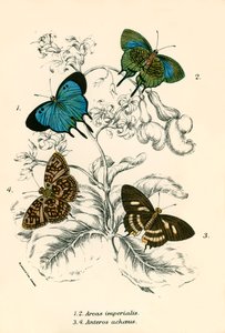 蝴蝶 作者 英语学校