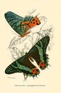 蝴蝶 作者 英语学校