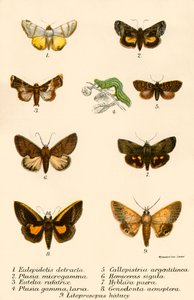 蝴蝶 作者 英语学校