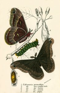 蝴蝶 作者 英语学校