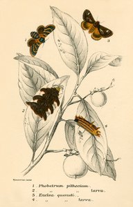 蝴蝶 作者 英语学校