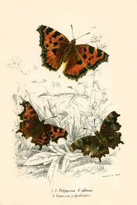 蝴蝶 作者 英语学校